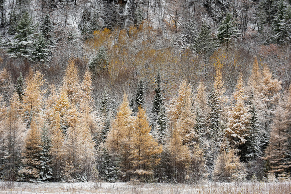 Cliff Drive Tamarack Trees