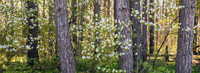 Serviceberry and Pine