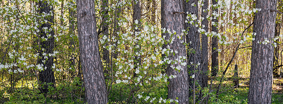 Serviceberry and Pine
