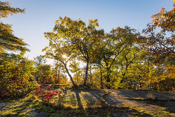 Sunlit Oaks