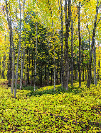 Shades of Green